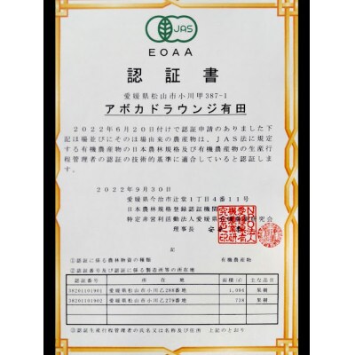 【11月中旬より発送】松山市産家庭用オーガニックアボカド　約1.2kg