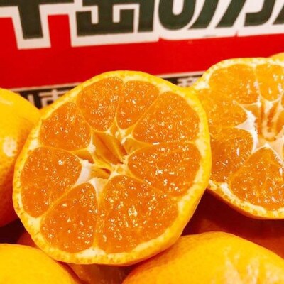 【4月下旬より順次発送】 先行受付 特級品 カラマンダリン 4.5kg