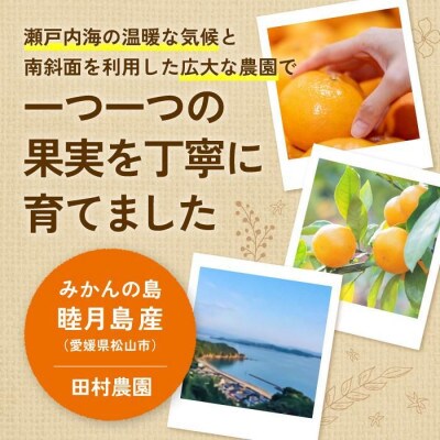 【4月下旬より順次発送】 先行受付 特級品 カラマンダリン 4.5kg