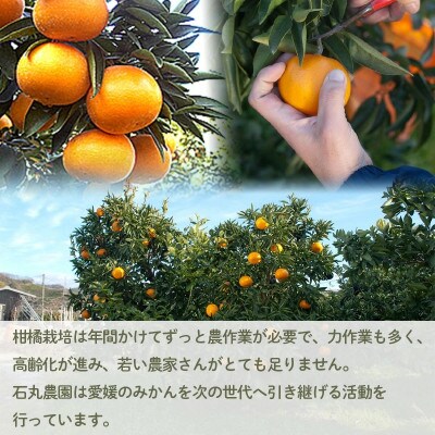 家庭用 あいか 愛果 5kg