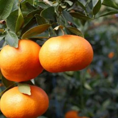 【2026年1月下旬から順次発送】 家庭用 甘平 5kg