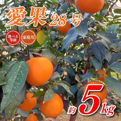 【先行予約】トロトロの果肉!あいか 約5kg 家庭用(愛果28号)