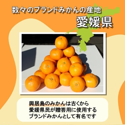 【先行予約】【2025年11月下旬より順次発送】興居島みかん 約3kg(L~Sサイズ)