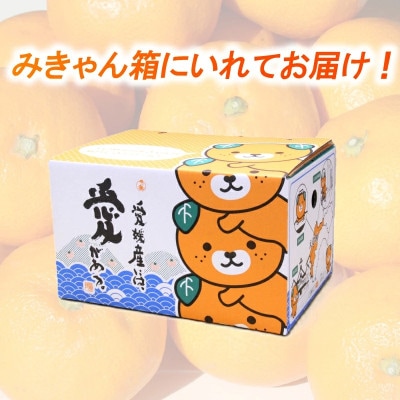 【先行予約】【2025年11月下旬より順次発送】興居島みかん 約3kg(L~Sサイズ)