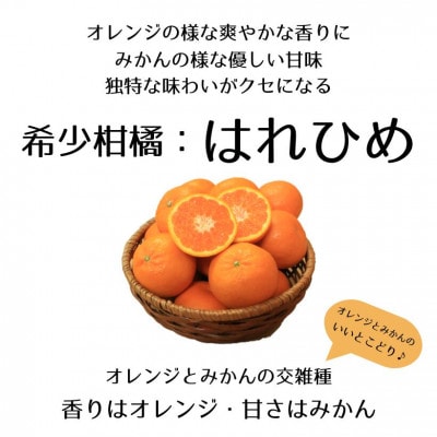 【先行予約】【2025年12月下旬より順次発送】はれひめ 約2.5kg 2L～Sサイズ
