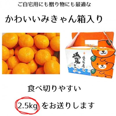 【先行予約】【2025年12月下旬より順次発送】はれひめ 約2.5kg 2L～Sサイズ