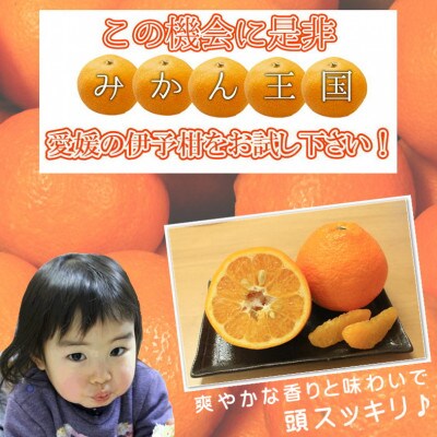 【先行予約】【2026年2月上旬~2月下旬頃発送】 みきゃんいよかん 約2kg (8玉or10玉)