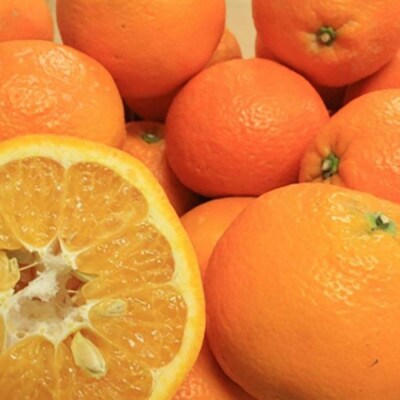 【先行予約】【2026年2月下旬より順次発送】玉井農園のいよかん 10kg(3L～Lサイズ)