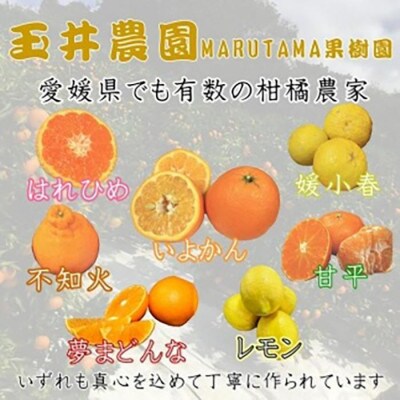 【先行予約】【2026年2月下旬より順次発送】玉井農園のいよかん 10kg(3L～Lサイズ)