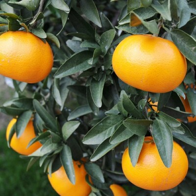 【先行予約】【2026年2月下旬～順次発送】 せとか 約1.5kg(M～3L)