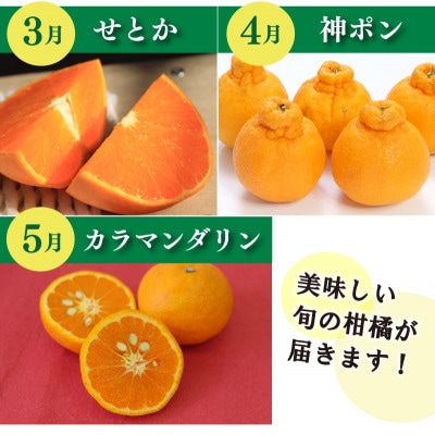 【発送月固定定期便】興居島みかん あいか はれひめ いよかん せとか 神ポン カラマンダリン全7回