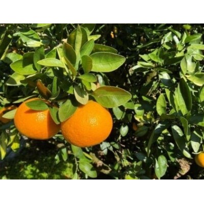 【2026年1月中旬より順次発送】宮内伊予柑　5kg(15～20個)　