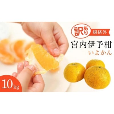 【訳あり】  宮内伊予柑 10kg(約40個)2024年1月15日より順次発送開始