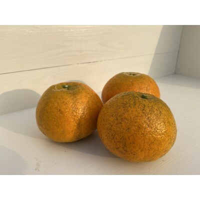 【訳あり】  宮内伊予柑 10kg(約40個)2024年1月15日より順次発送開始