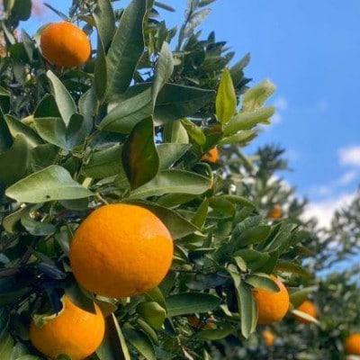 宮内伊予柑皮ごとストレート720ml×1本・トニックウォーター200ml×4本セット