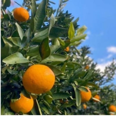 宮内伊予柑皮ごとストレート720ml×2本・トニックウォーター200ml×2本セット