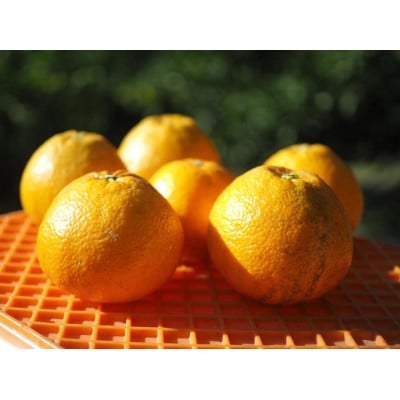 宮内伊予柑 皮ごとストレート720ml×2本(果汁100%みかんジュース)