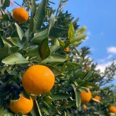 【熨斗付】宮内伊予柑皮ごとストレート720ml×1本・トニックウォーター200ml×4本セット