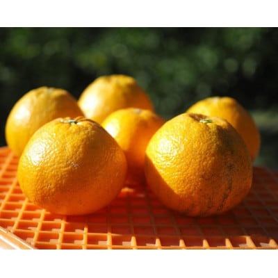 【熨斗付】宮内伊予柑 皮ごとストレート720ml×2本(果汁100%みかんジュース)