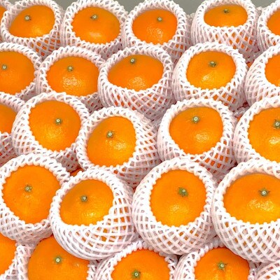 愛果28号優品以上2.5kg10〜12玉サイズL〜2L