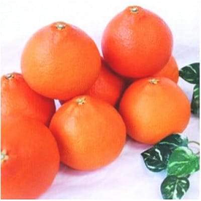 【家庭用】ご家庭用　紅まどんな　約5kg(L～4L)
