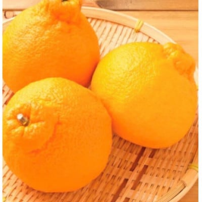 【家庭用】不知火 約5kg