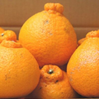 【家庭用】不知火 約5kg