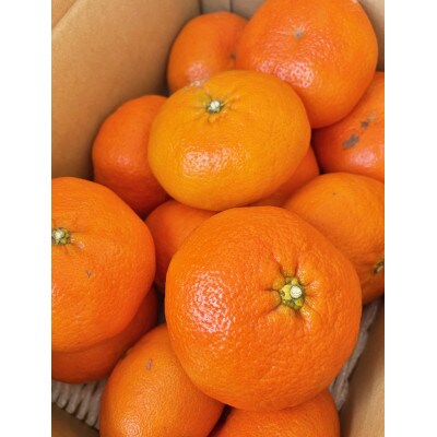 【ご家庭用】甘平 約3kg