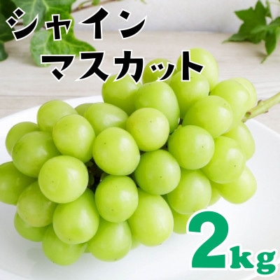 【2026年7月下旬頃から順次発送】シャインマスカット 2kg
