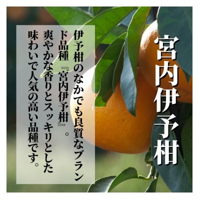 【宮内伊予柑】良品 約2.5kg <1月末～3月下旬頃発送>