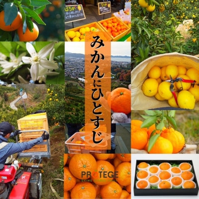 【せとか】秀～優品 約2.8kg ＜2025年2月～3月頃発送＞