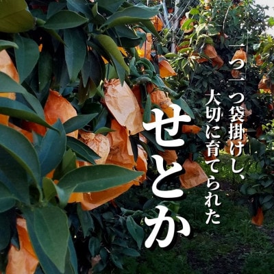 【せとか】家庭用 約3kg ＜2024年2月～3月頃より発送＞