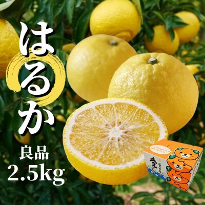 【はるか】良品 約2.5kg  2024年2月より順次発送