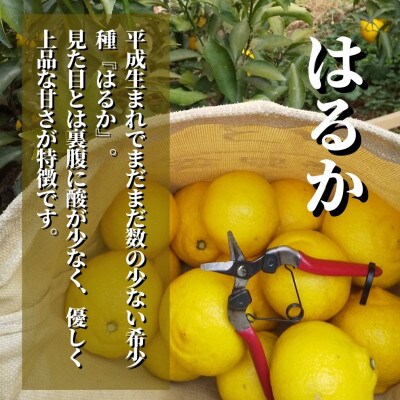 【はるか】良品 約2.5kg  2024年2月より順次発送
