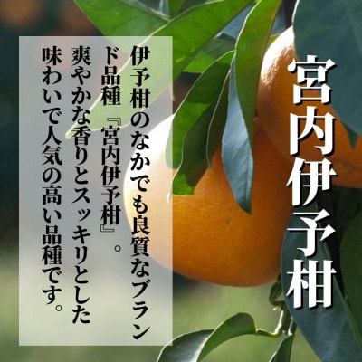 【宮内伊予柑】家庭用 約2.5kg ＜1月末～3月中旬頃発送＞