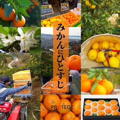 【宮内伊予柑】家庭用 約2.5kg ＜1月末～3月中旬頃発送＞