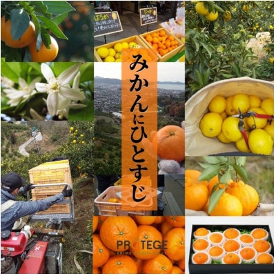 【不知火】家庭用 約5kg 【2026年2月下旬より順次発送】