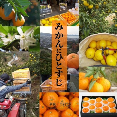 【不知火】良品 約5kg 【2026年2月下旬より順次発送】