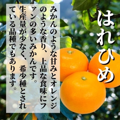 2種のみかん食べ比べ箱 愛果28号・はれひめ(家庭用) 約1.5kg 【12月～順次発送】