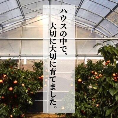 【愛果28号】約1.5kg(秀～優品)【12月～順次発送】