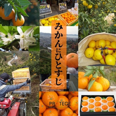 【愛果28号】約1.5kg(秀～優品)【12月～順次発送】