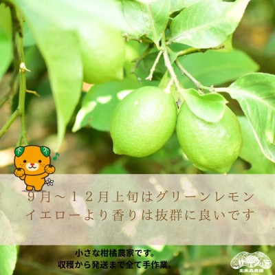 もりのしずくれもん(国産レモン)3kg