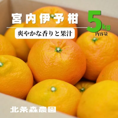 【2027年1月から順次発送】愛媛といえばいよかん　宮内伊予柑　5kg　みかん