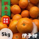 【2026年1月から発送】訳あり不揃い宮内伊予柑　5kg