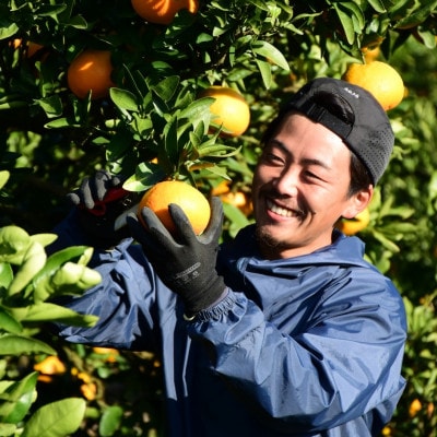 訳あり不揃いいよかん　5kg