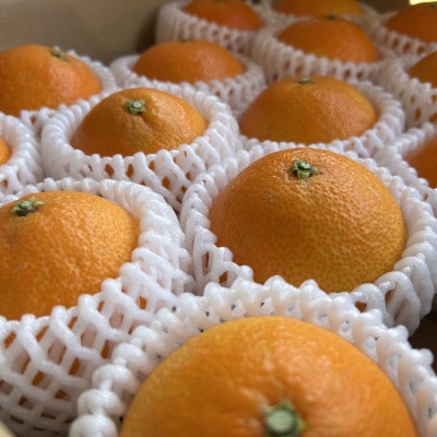 【先行予約2026年11月下旬順次発送】　　　　あいか28号　紅まどんなと同品種ご褒美に!贈り物に!