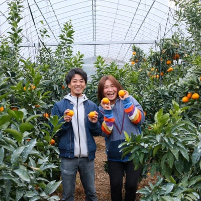 【先行予約2026年11月下旬順次発送】　　　　あいか28号　紅まどんなと同品種ご褒美に!贈り物に!