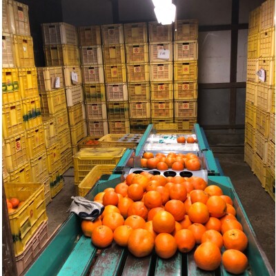訳あり家庭用いよかん