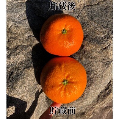 訳あり家庭用いよかん