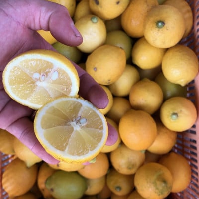 愛媛県松山市産 訳ありレモン 1.5kg×2箱